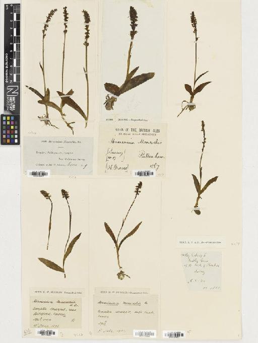 Herminium monorchis (L.) R.Br. - BM001080618