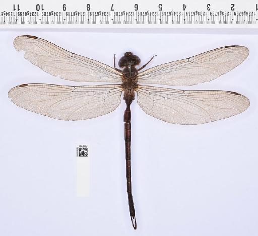 Gynacantha stevensoni Fraser, 1927 - BMNHE_1684982-Gynacantha_stevensoni-dorsal