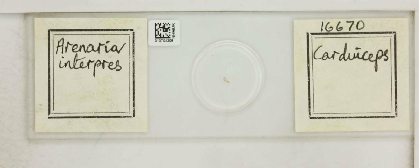 To NHMUK collection (Carduiceps Clay & Meinertzhagen, 1939; NHMUK:ecatalogue:8098816)