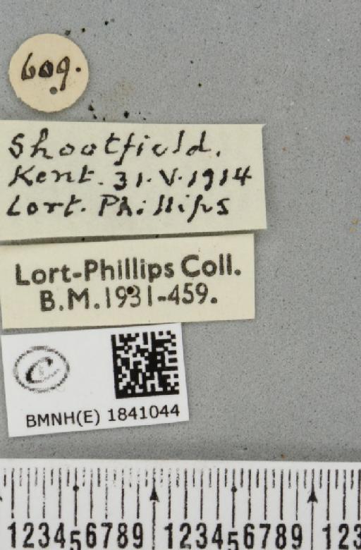 Lomaspilis marginata (Linnaeus, 1758) - BMNHE_1841044_label_419305