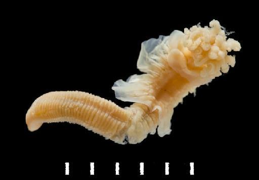 Protula tubularia (Montagu, 1803) - Polychaete type specimen; Serpullidae; 1933.7.10.264