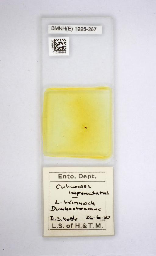 Culicoides impunctatus Goetghebuer, 1920 - Culicoides_impunctatus-010210309-slide