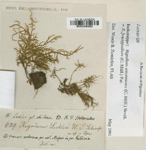 Rigodium brachypodium (Müll.Hal.) Paris - BM000964565