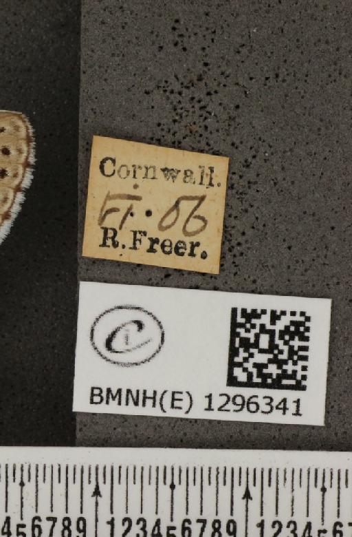 Maculinea arion eutyphron ab. unipuncta Courvoisier, 1907 - BMNHE_1296341_label_147345