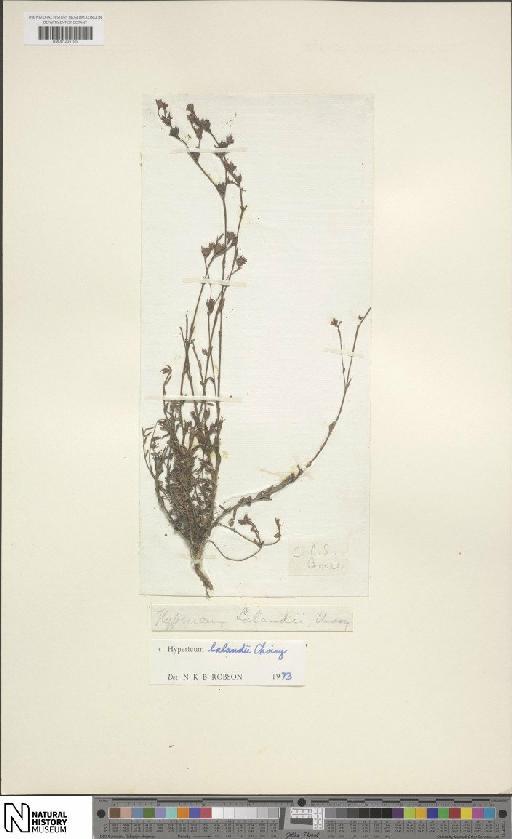 Hypericum lalandii Choisy - BM001205195