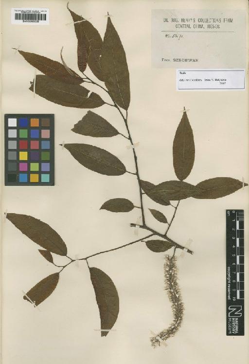 Salix heterochroma Seemen - BM000958026