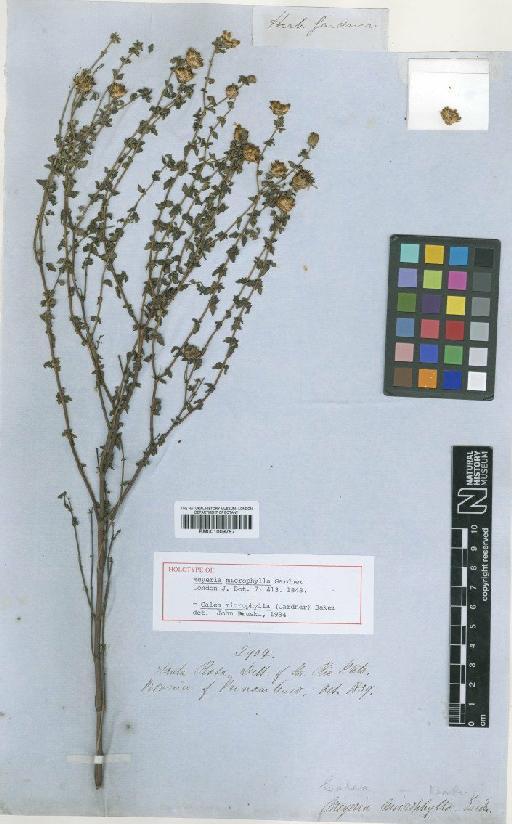 Calea microphylla (Gardner) Baker - BM001009787