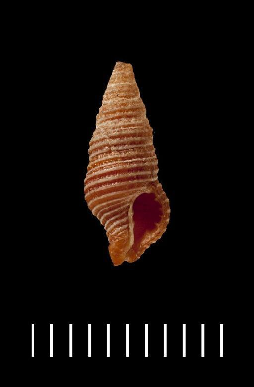 Mitra roborea Reeve, 1845 - Mitra roborea Reeve, 1845. 1854.6.30.54. POSSIBLE SYNTYPE. Apertural view