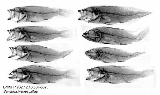 Serranochromis jallae - BMNH 1932.12.16.567-587, Serranochromis jallae, Radiograph