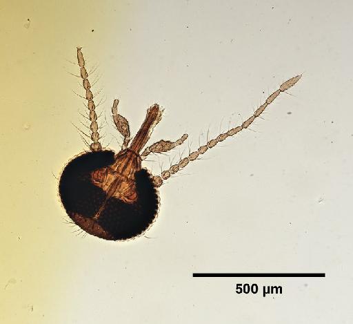 Culicoides kotonkan Boorman & Dipeolu, 1979 - Culicoides_kotonkan-1633275-head