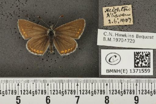 Aricia agestis (Denis & Schiffermüller, 1775) - BMNHE_1371559_177338