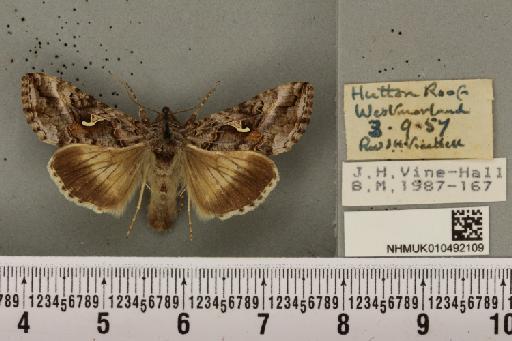 Autographa gamma (Linnaeus, 1758) - NHMUK_010492109_547766