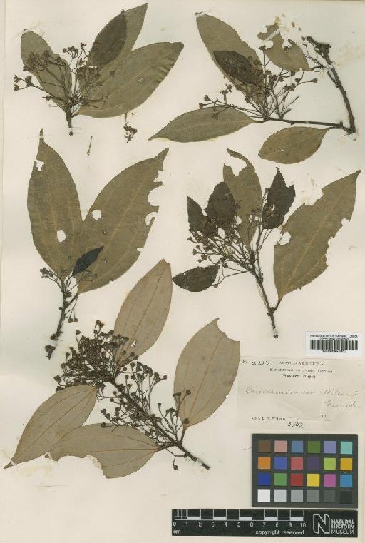 Cinnamomum wilsonii Gamble - BM000950917