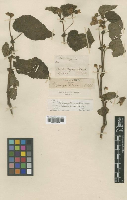 Begonia trianae (A.DC.) Warb. - BM001008548