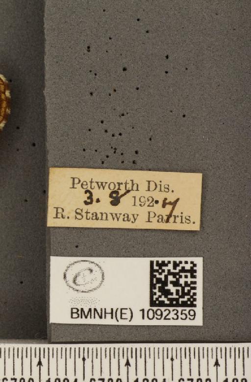 Pararge aegeria tircis ab. postico-excessa Lempke, 1935 - BMNHE_1092359_label_2999