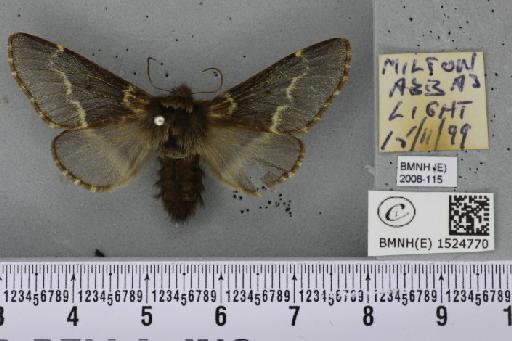 Poecilocampa populi (Linnaeus, 1758) - BMNHE_1524770_189523