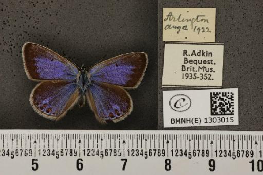 Polyommatus icarus icarus (Rottemburg, 1775) - BMNHE_1303015_138119