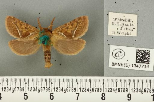 Triodia sylvina (Linnaeus, 1761) - BMNHE_1347714_185994