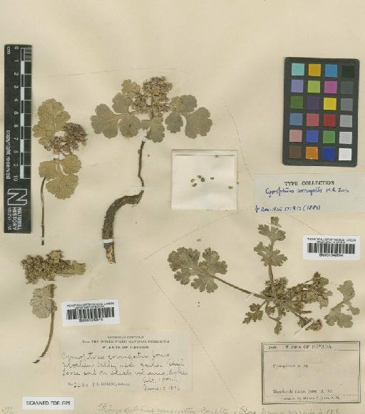 Cymopterus corrugatus M.E.Jones - BM001042845