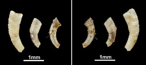 Caecum elongatum Carpenter, 1857 - 1857.6.4.1525