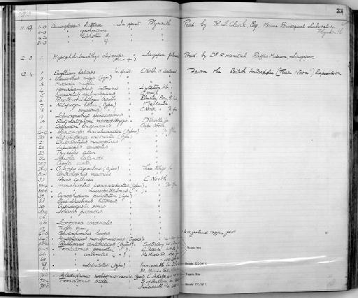 Pseudorhombus boops Hector, 1875 - Zoology Accessions Register: Fishes: 1912 - 1936: page 33