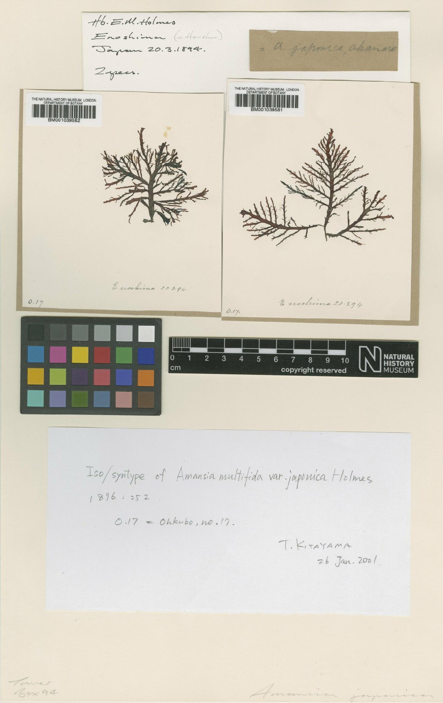 To NHMUK collection (Melanamansia japonica (Holmes) R.E.Norris; Isosyntype; NHMUK:ecatalogue:723956)