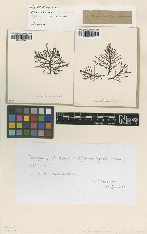 Melanamansia japonica (Holmes) R.E.Norris - BM001039582