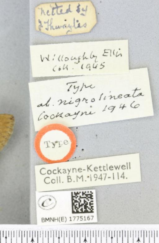 Thera obeliscata ab. nigrolineata Cockayne, 1946 - BMNHE_1775167_a_label_338812