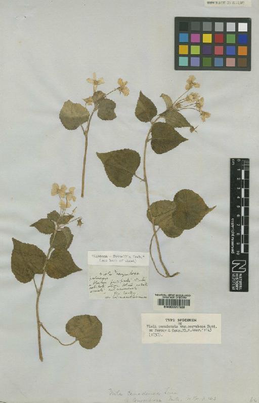 Viola canadensis L. - BM000617589