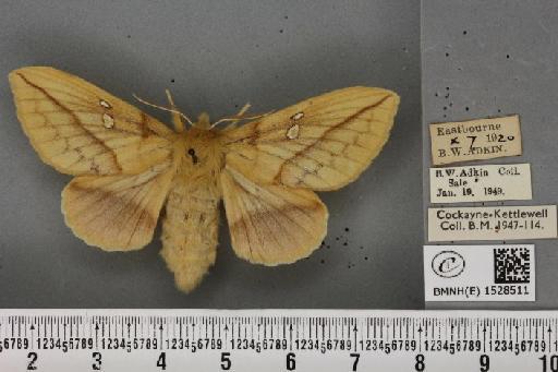 Euthrix potatoria ab. berolinensis Heyne, 1899 - BMNHE_1528511_197032