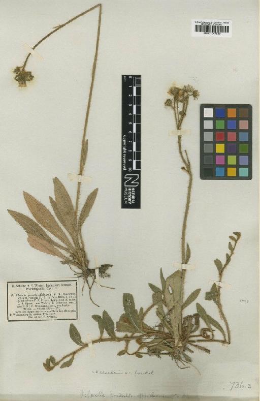 Hieracium fallacinum subsp. alsaticum Nägeli & Peter - BM001047930