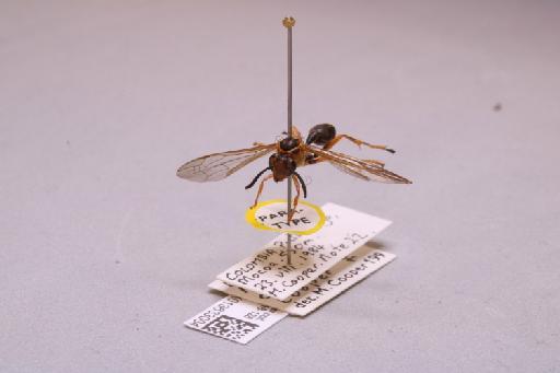 Mischocyttarus chloroecus Cooper, M., 1998 - 013633004_additional_3