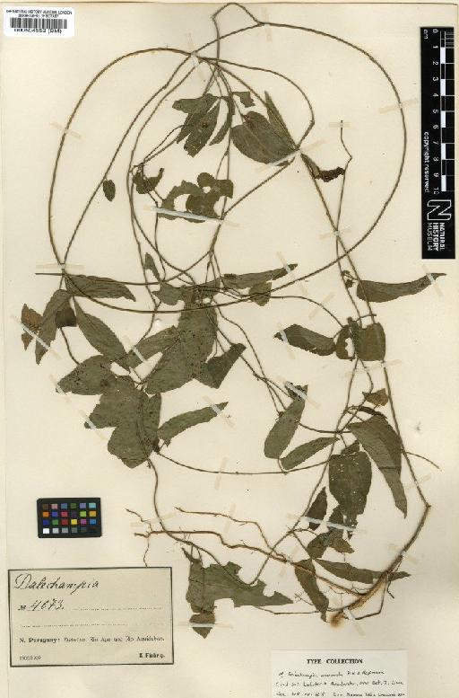Dalechampia anomala Pax & K.Hoffm. - BM000504552