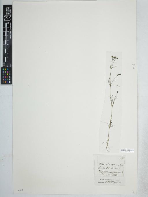Asperula cynanchica L. - BM001161420