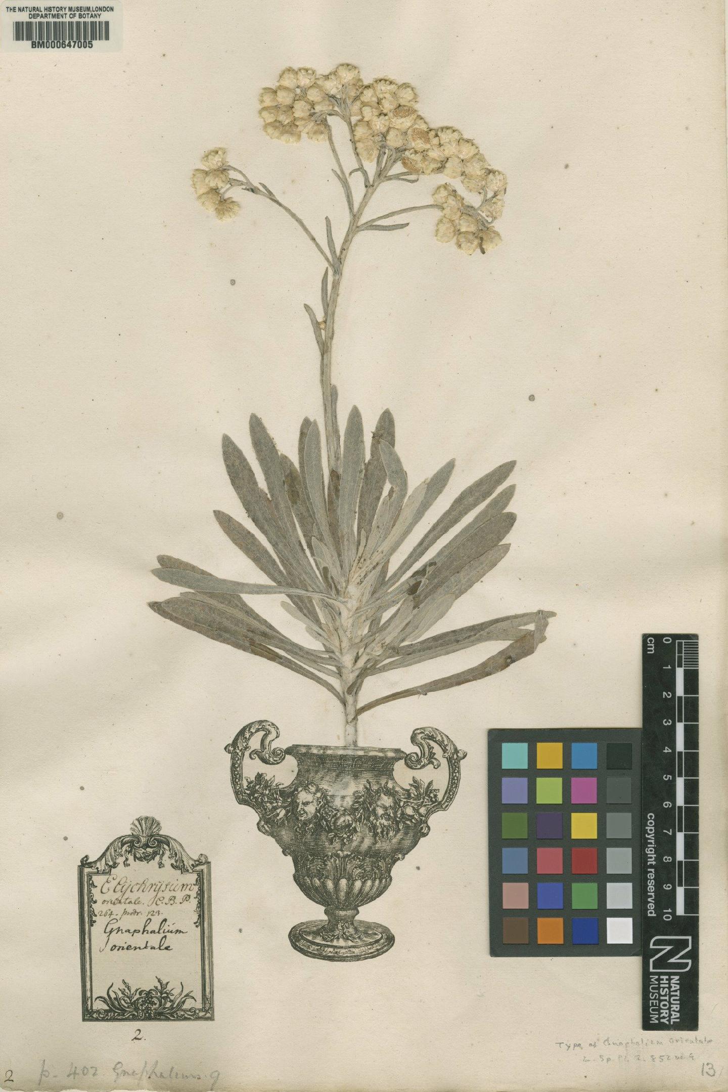 To NHMUK collection (Gnaphalium orientale L.; Lectotype; NHMUK:ecatalogue:4703622)