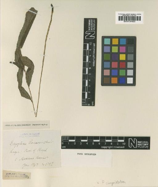 Pronephrium cuspidatum (Blume) Holttum - BM001044823