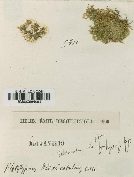 Isopterygium divaricatulum (Müll.Hal. ex Hampe) Broth. - BM000964094