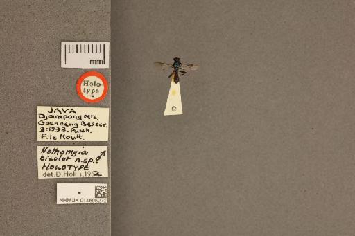 Nothomyia bicolor Hollis, 1962 - 014595272_labels_dorsal