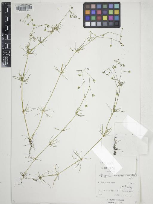 Spergula arvensis L. - 000601583_cap