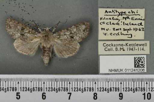 Antitype chi (Linnaeus, 1758) - NHMUK_011241206_642299
