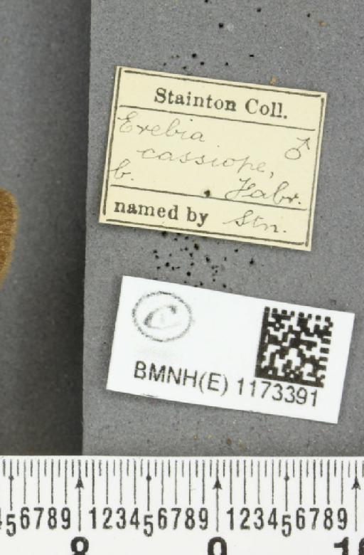 Erebia epiphron (Knoch, 1783) - BMNHE_1173391_label_29586