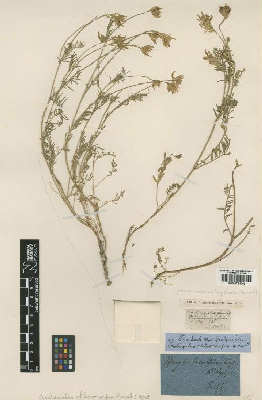 Astragalus monspessulanus L. - BM000751005