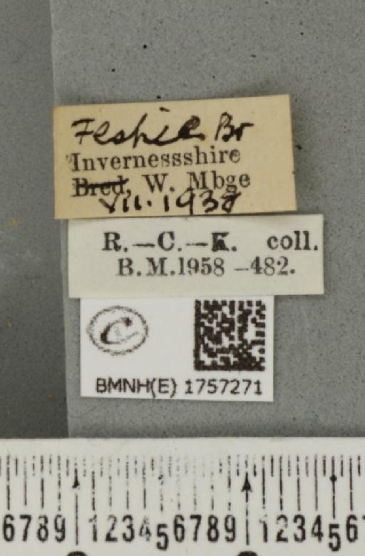 Thera cognata (Thunberg, 1792) - BMNHE_1757271_label_331942