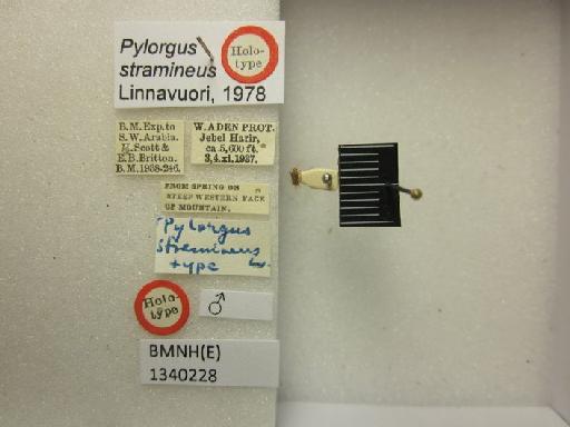 Pylorgus stramineus Linnavuori - Pylorgus stramineus-BMNH(E)1340228-Holotype male dorsal & labels
