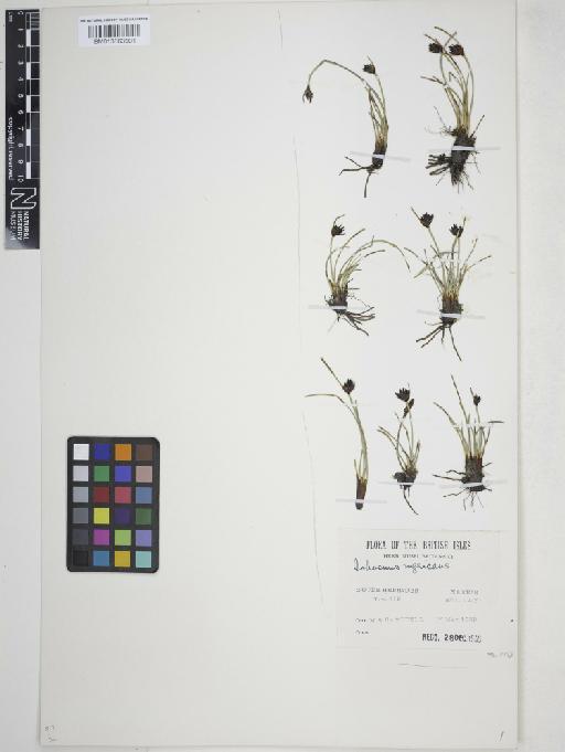 Schoenus nigricans L. - 013863901