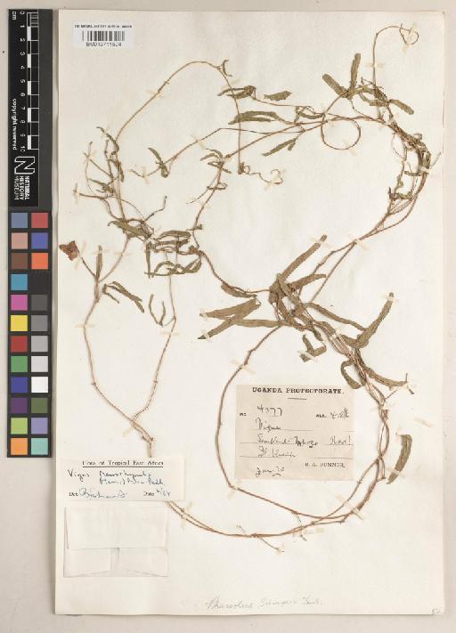 Vigna macrorrhyncha (Harms) Milne-Redh. - BM013711594