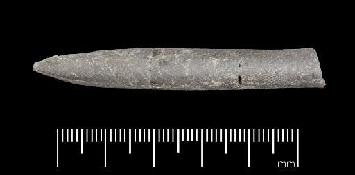 Simpsonibelus expansus (Simpson) - PI CC 1312 - belemnite