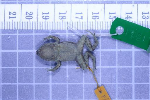 Callulops humicola compta (Zweifel, 1972) - Image of specimen 1961.855