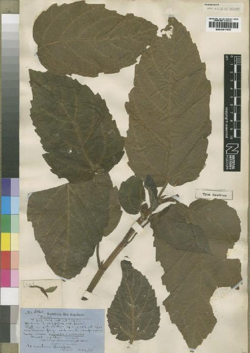 Ficus clethrophylla Hiern - BM000911422