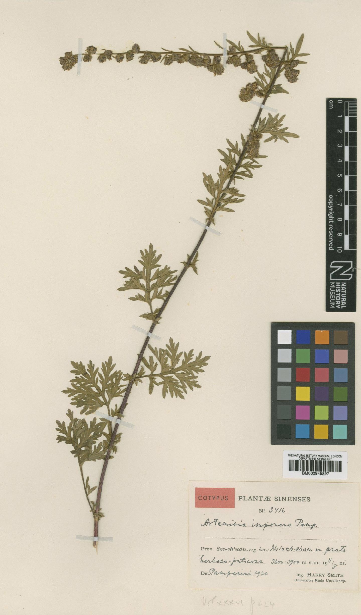 To NHMUK collection (Artemisia imponens Pamp.; Type; NHMUK:ecatalogue:478457)